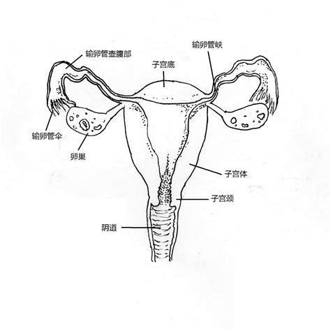 女生的生殖器